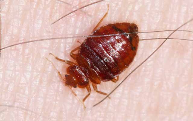 Fotos de chinches de cama 01