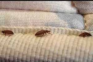 Cómo eliminar chinches de cama