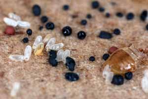 Huevos de chinches de cama