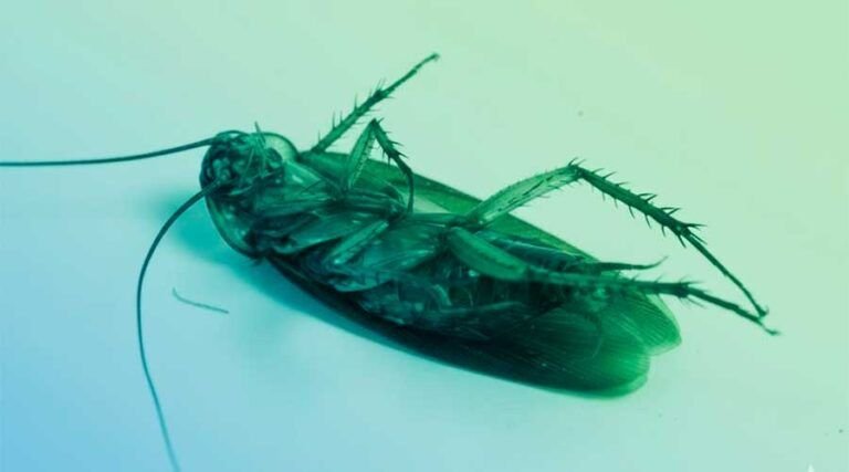 ¿Cómo eliminar cucarachas en casa?