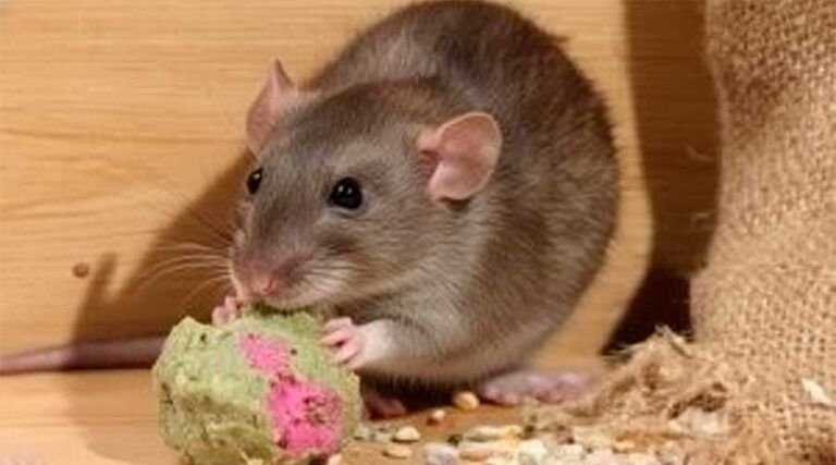 Remedios caseros para eliminar ratas y ratones