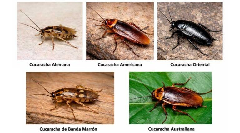 Tipos de cucarachas en Perú