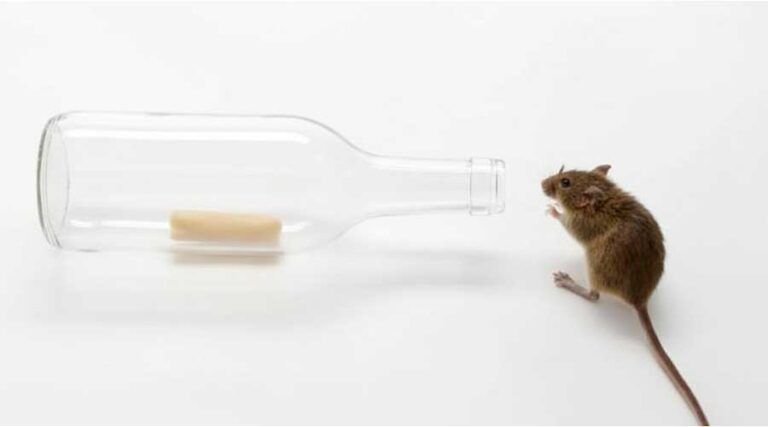 Trampas caseras para capturar ratas vivas sin matarlas